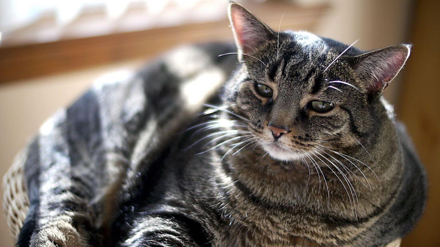 Overweight Cat Health Problems 12 Obesity Health Risks